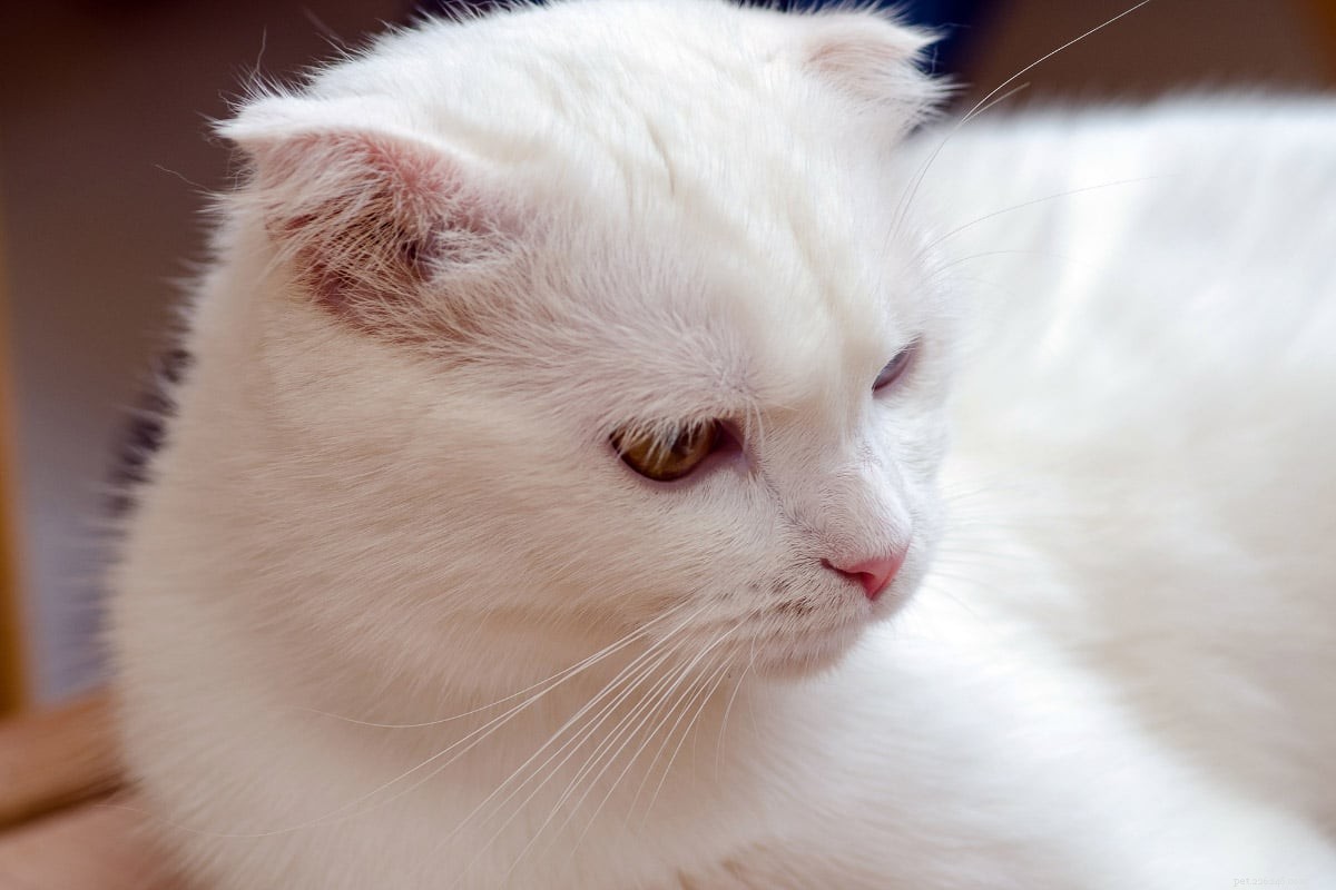 23 races de chats les plus chères au monde