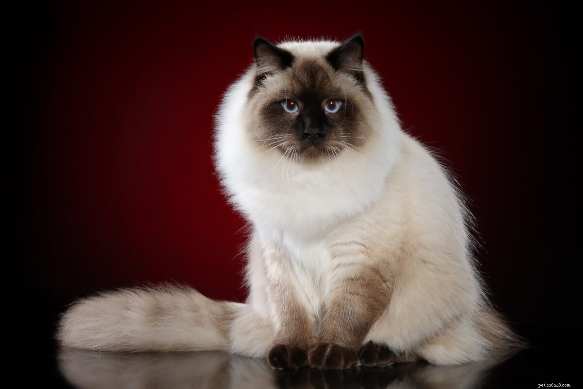 Sibirisk katts personlighetsprofil:11 bedårande egenskaper