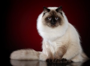 Характеристика сибирской кошки:11 очаровательных черт