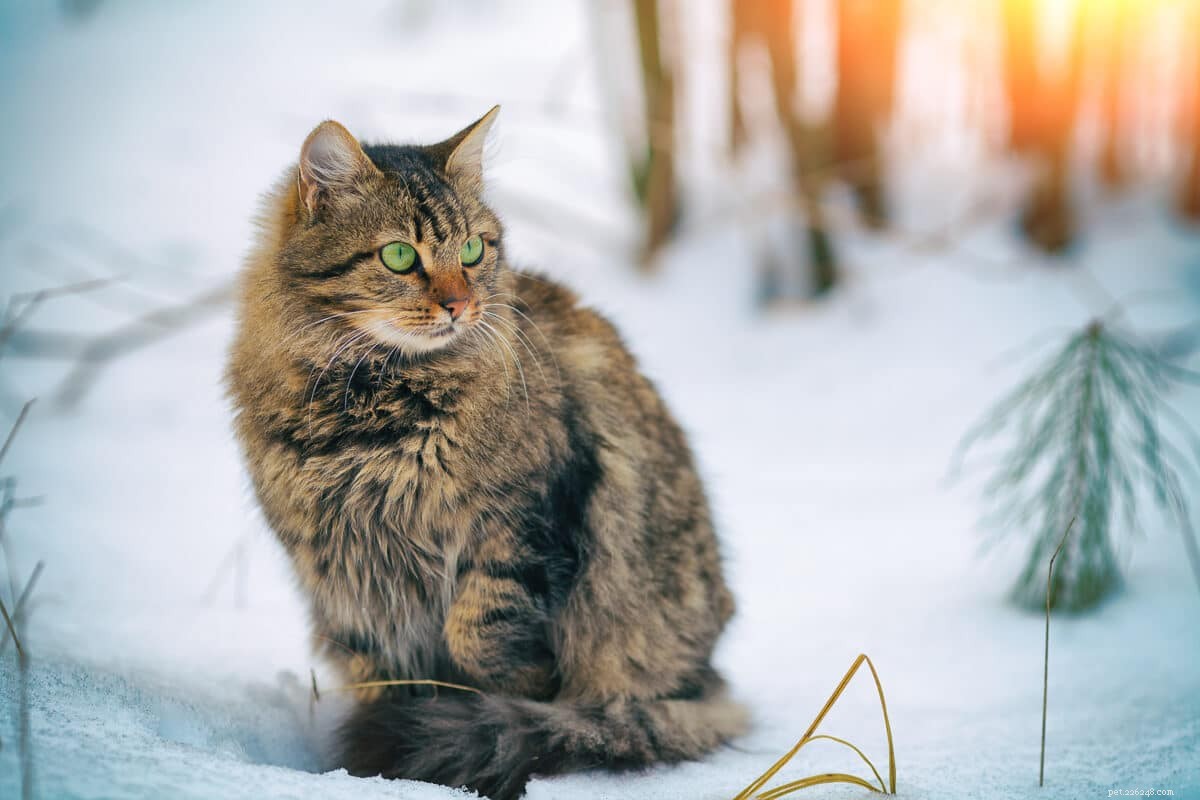 Profil de personnalité du chat sibérien :11 traits adorables