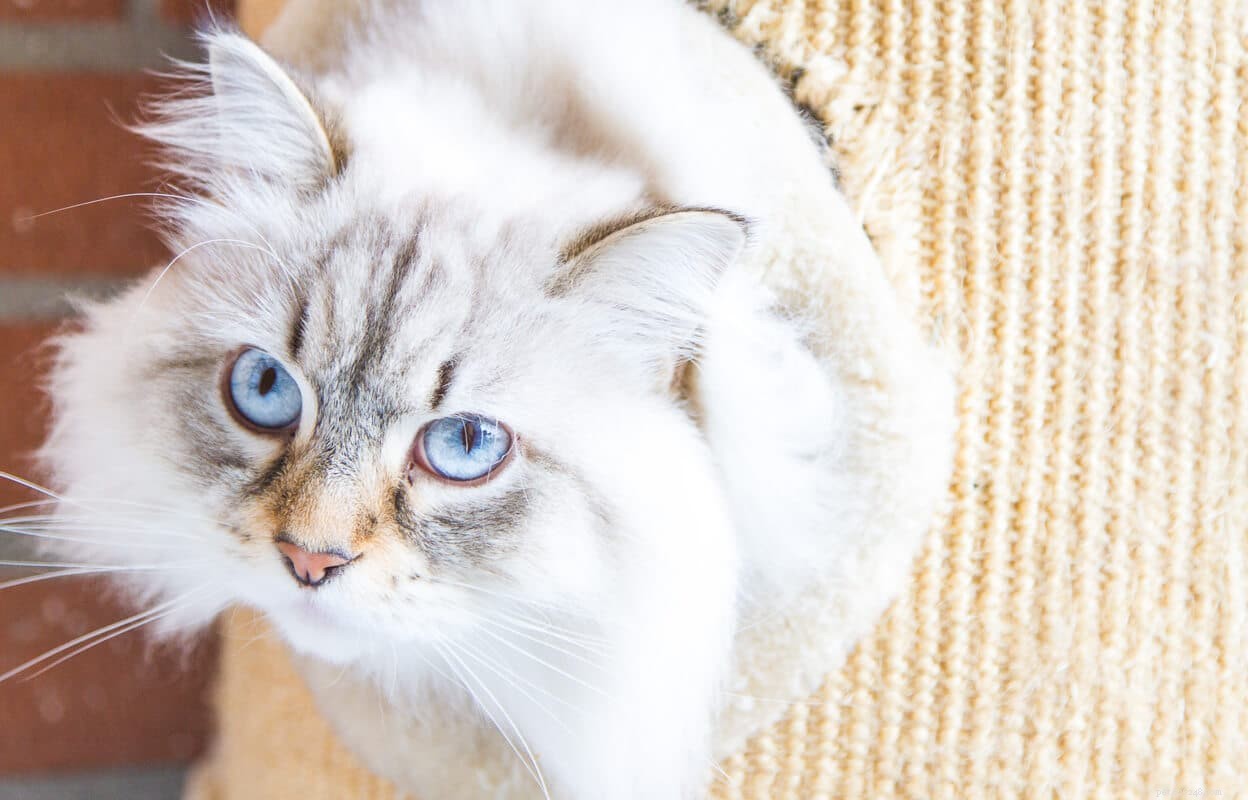 Persoonlijkheidsprofiel Siberische kat:11 schattige eigenschappen