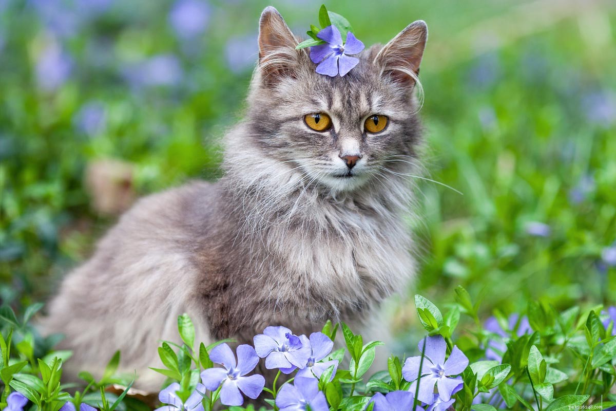 シベリア猫の性格プロファイル：11の愛らしい特徴 