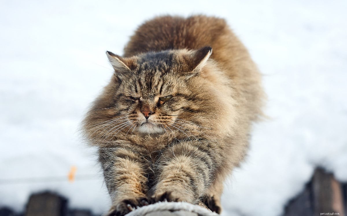 Характеристика сибирской кошки:11 очаровательных черт
