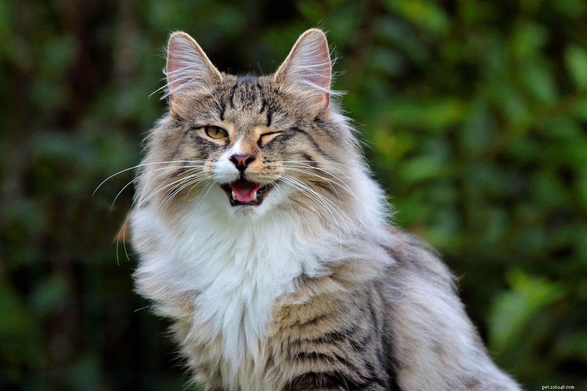 Gato Norueguês da Floresta vs Maine Coon:o que você precisa saber