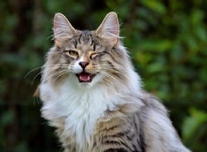 Norská lesní kočka versus Mainská mývalí:co potřebujete vědět