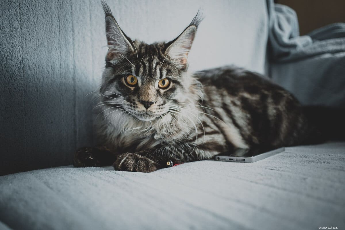 Норвежская лесная кошка против мейн-куна:что вам нужно знать