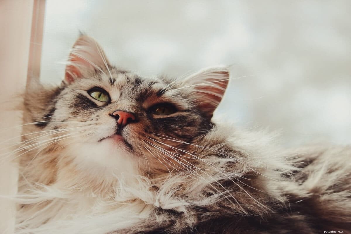 Норвежская лесная кошка против мейн-куна:что вам нужно знать