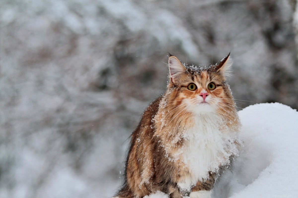 Gato Norueguês da Floresta vs Maine Coon:o que você precisa saber