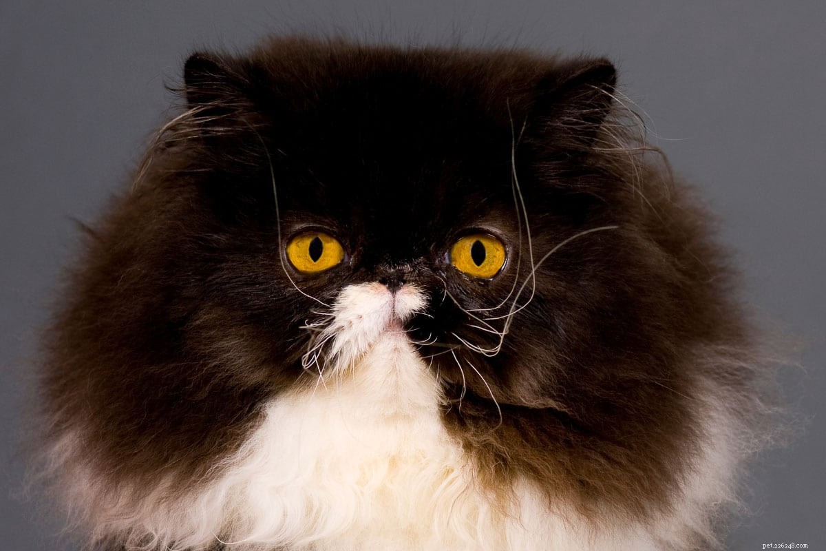 11 úžasných plemen smokingových koček:Je to, co říkají, pravda?