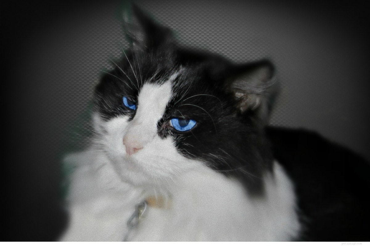 11素晴らしいタキシード猫の品種：彼らが言っていることは本当ですか？ 