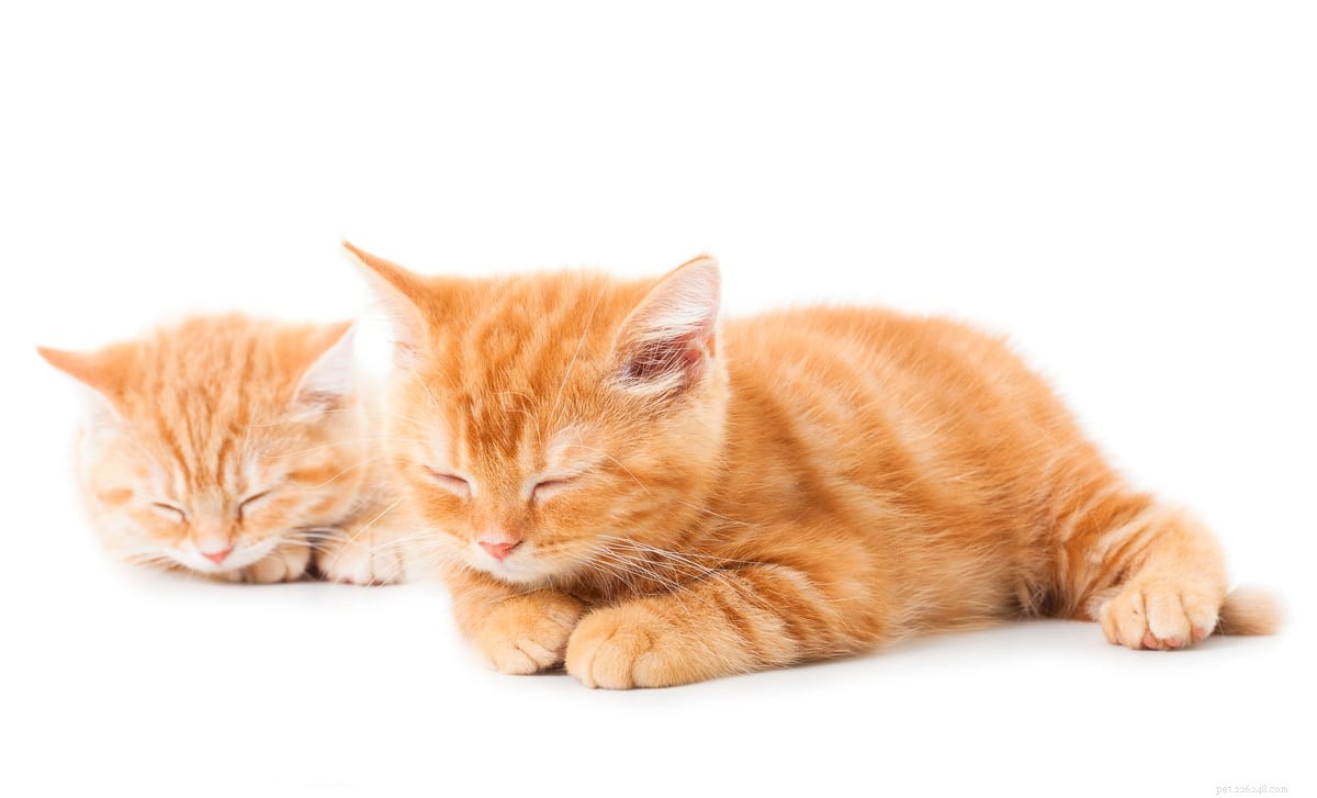 8 пород кошек Гарфилд, которые любят лазанью
