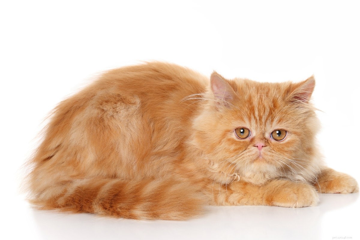 ラザニアを愛する8つのガーフィールド猫の品種 