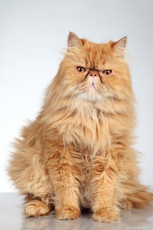 라자냐를 좋아하는 8가지 Garfield 고양이 품종