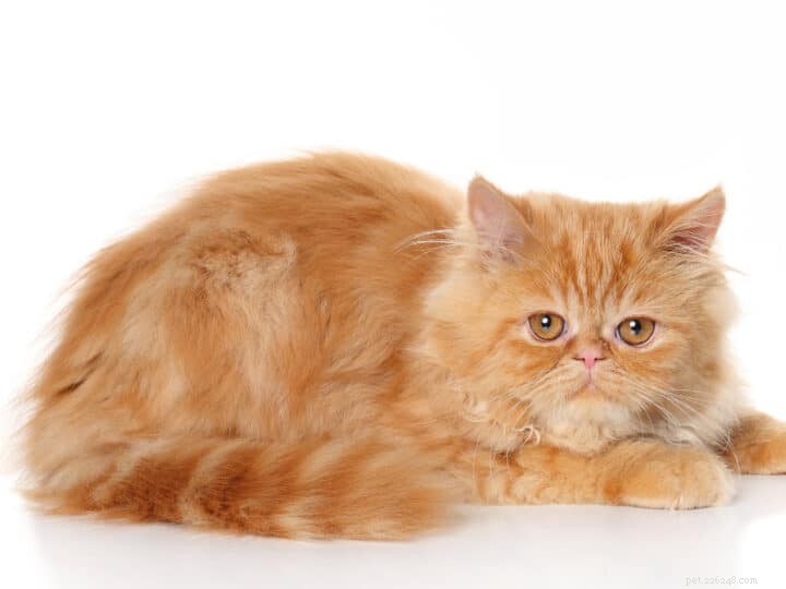 8 Garfield kattenrassen die van lasagne houden