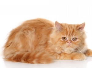 8 razze di gatti Garfield che amano le lasagne