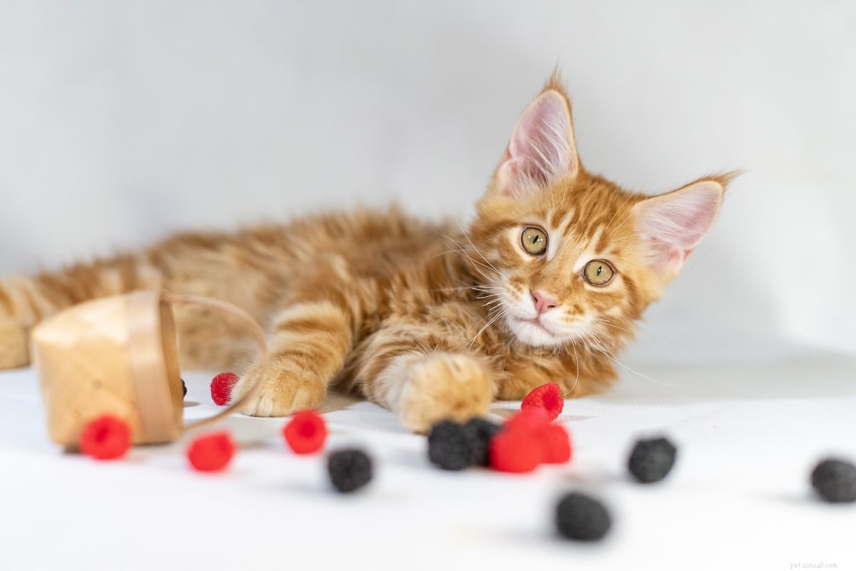 8 raças de gatos Garfield que adoram lasanha