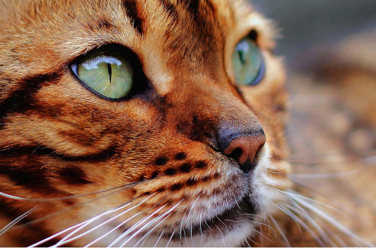 8 plemen koček Garfield, která milují lasagne