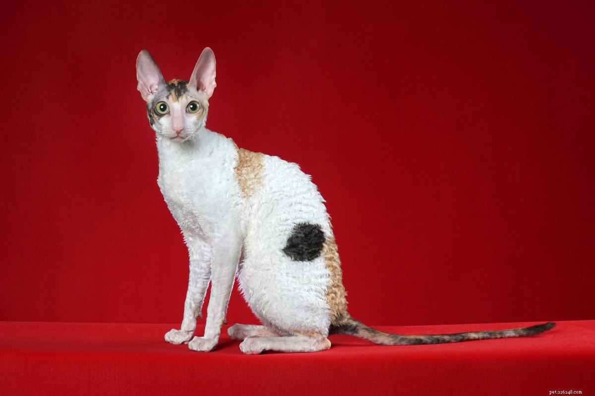 15 красивых пород кошек с большими ушами, которые вам понравятся