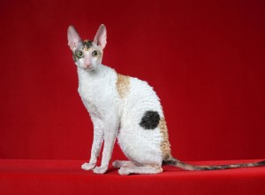 15 lindas raças de gatos de orelha grande que você vai adorar