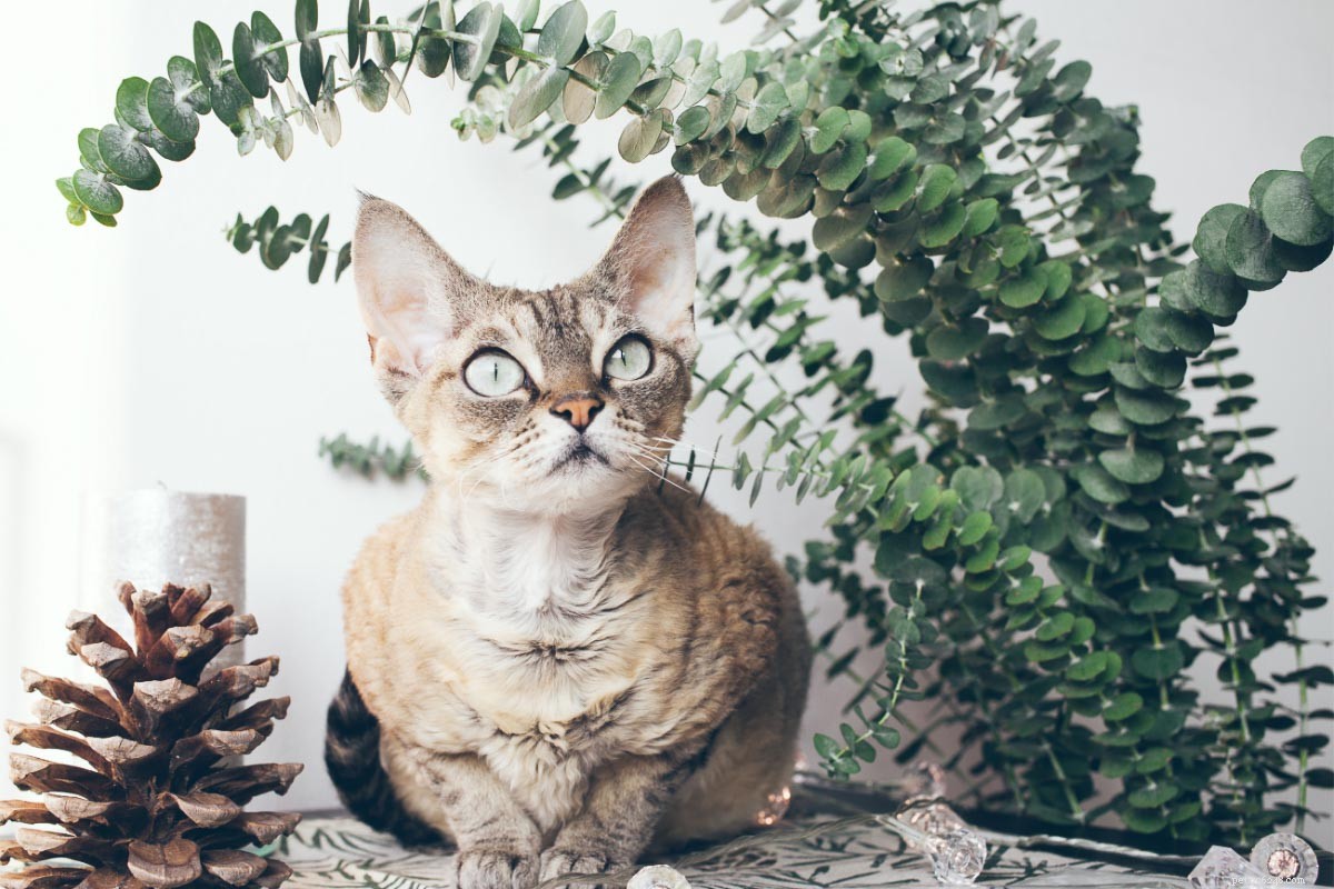 15 красивых пород кошек с большими ушами, которые вам понравятся