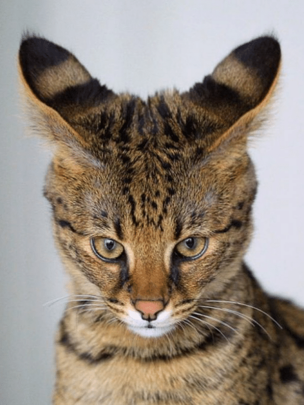 사랑할 만한 아름다운 큰 귀 고양이 품종 15종