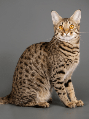 あなたが愛する15の美しい大きな耳の猫の品種 