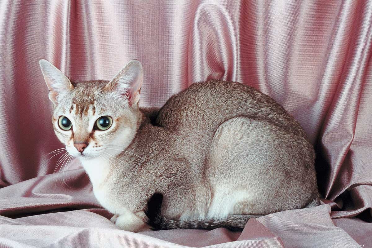 あなたが愛する15の美しい大きな耳の猫の品種 