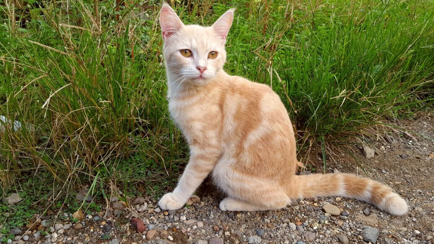 15 vackra Big Ear Cat-raser som du kommer att älska