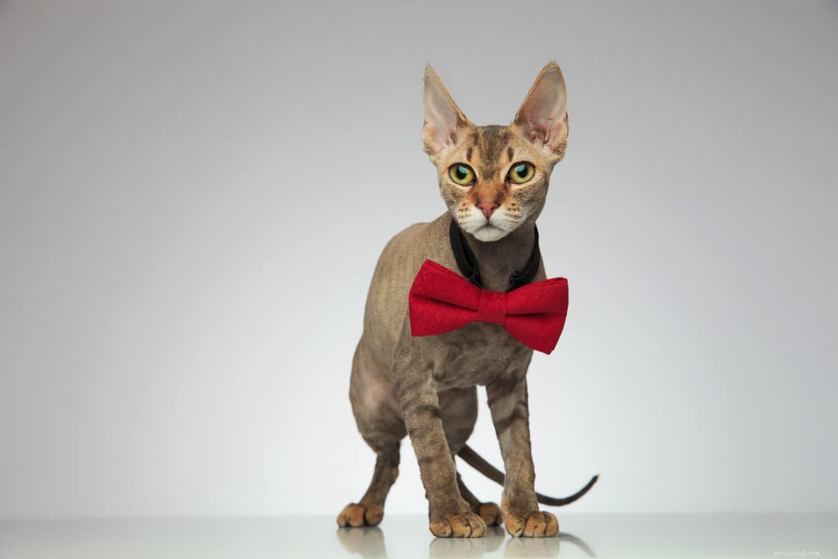 15 lindas raças de gatos de orelha grande que você vai adorar