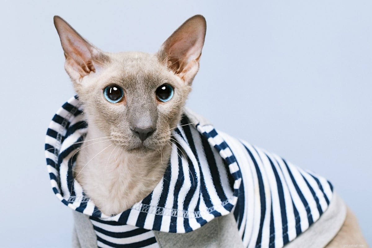 15 prachtige kattenrassen met grote oren waar je dol op zult zijn