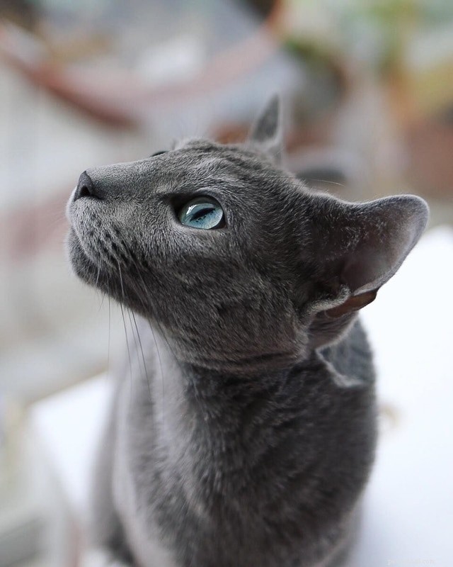 18 supercoole kattenrassen waar je dol op zult zijn