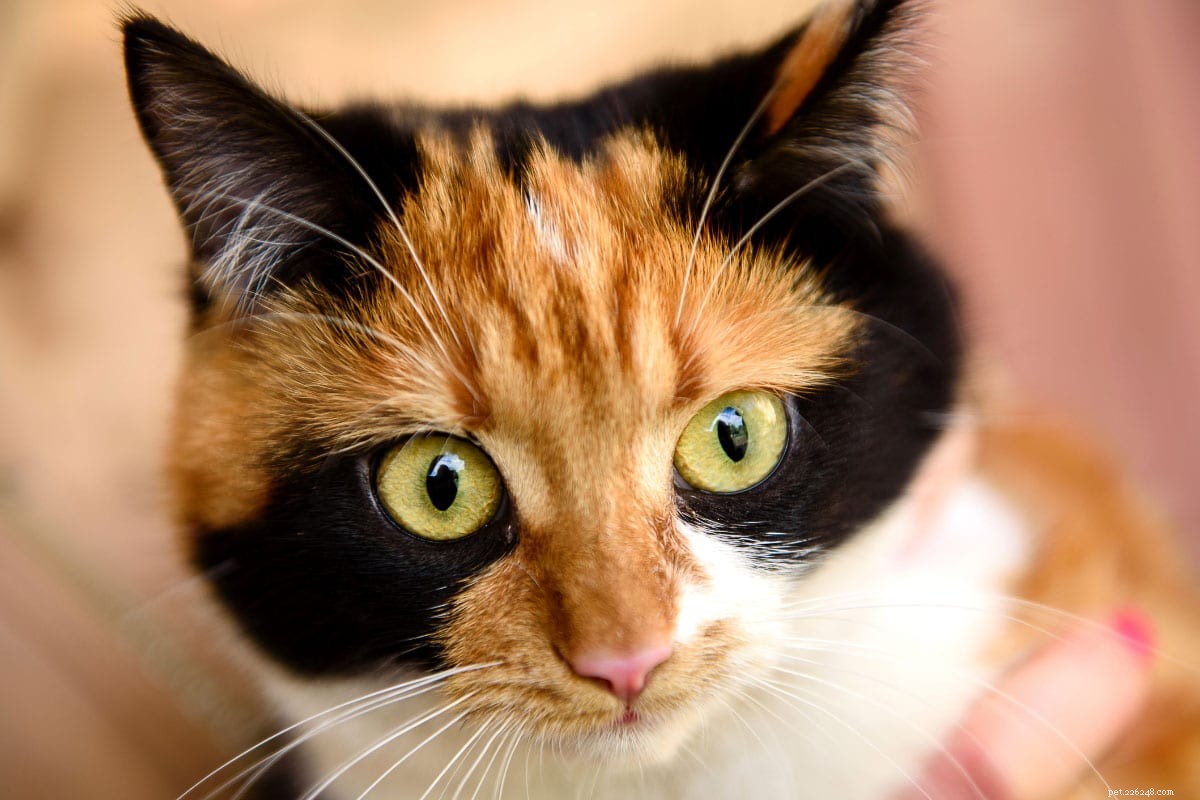 18 крутых пород кошек, которые вам понравятся