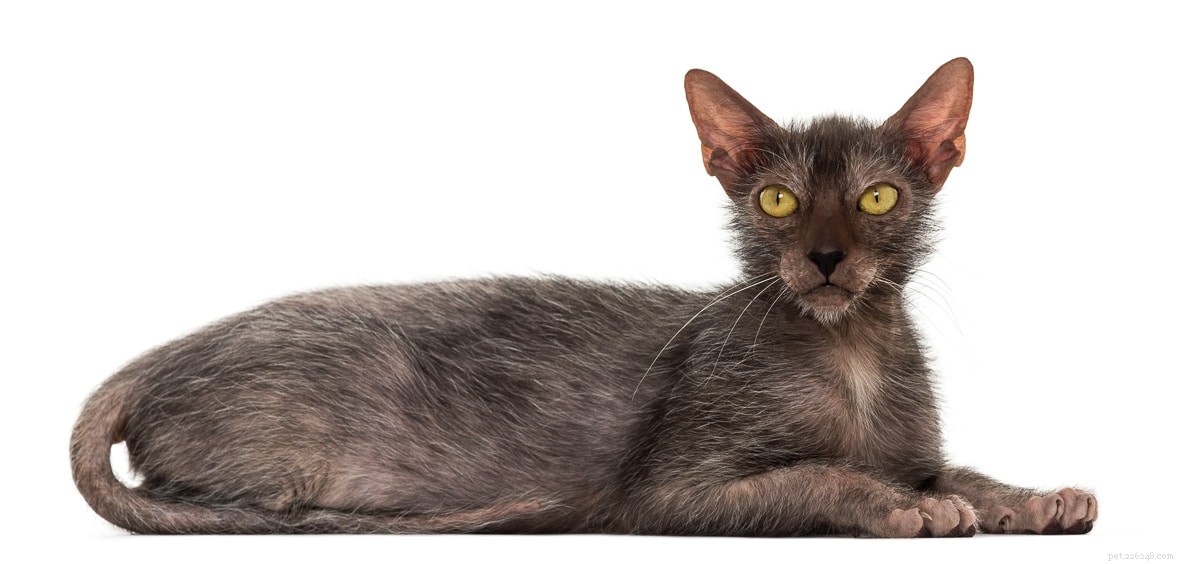 18 крутых пород кошек, которые вам понравятся