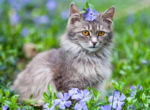 15 великолепных пород серых кошек, которые вам понравятся