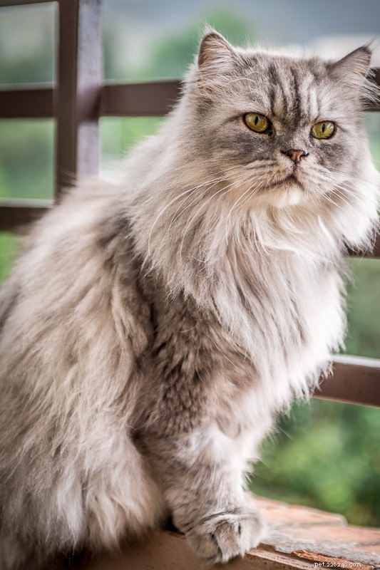 당신이 좋아할 15가지 화려한 회색 고양이 품종