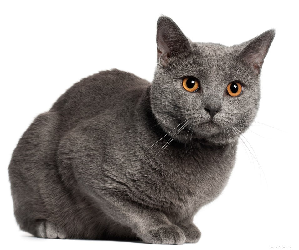 15 великолепных пород серых кошек, которые вам понравятся