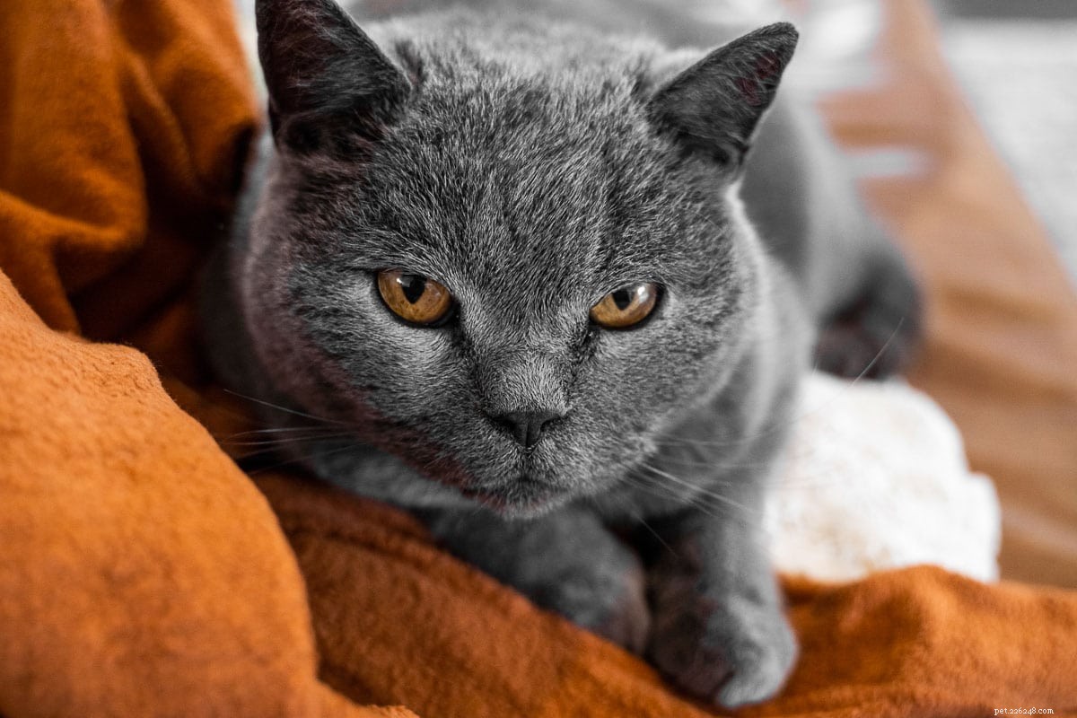 15 prachtige grijze kattenrassen waar je dol op zult zijn
