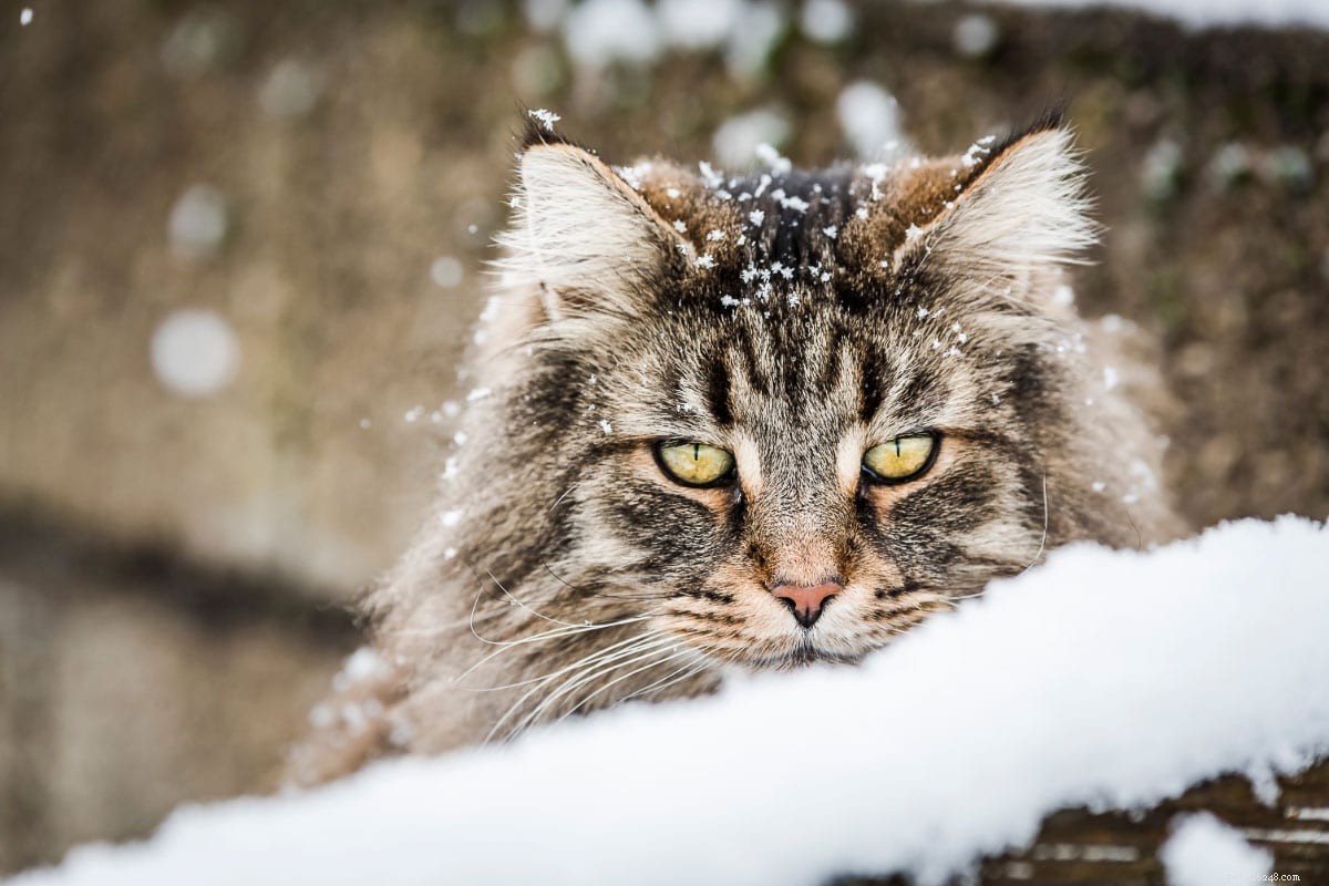 15 nádherných plemen šedých koček, které si zamilujete