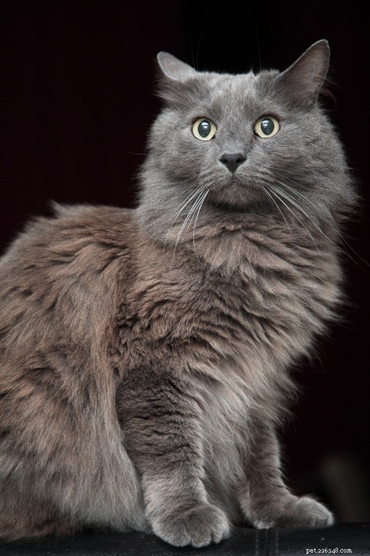 あなたが愛する15のゴージャスな灰色の猫の品種 