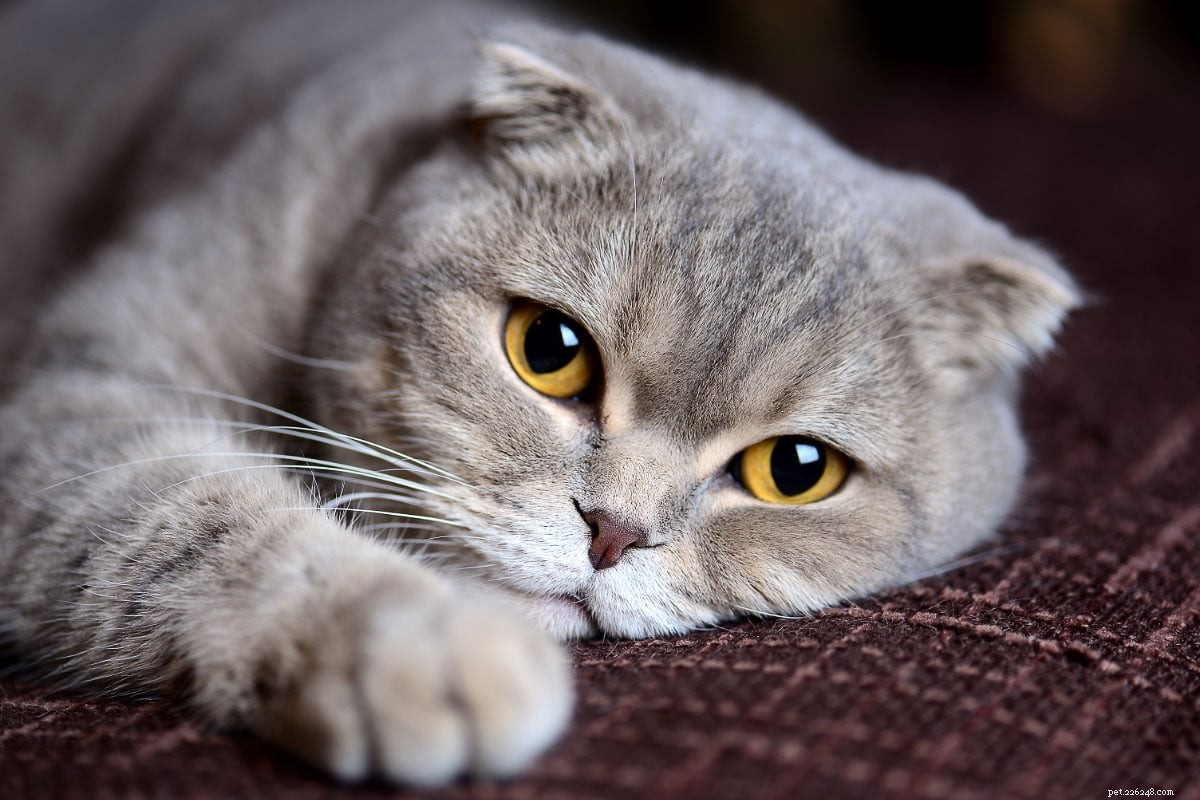 당신이 좋아할 15가지 화려한 회색 고양이 품종