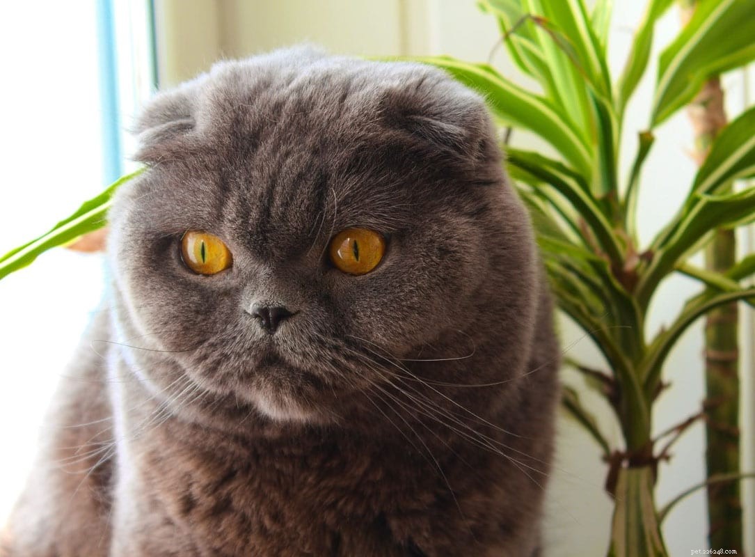 15 stupende razze di gatti grigi che adorerai