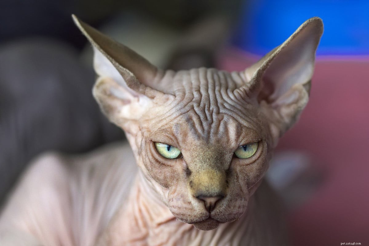 15 superbes races de chats gris que vous allez adorer