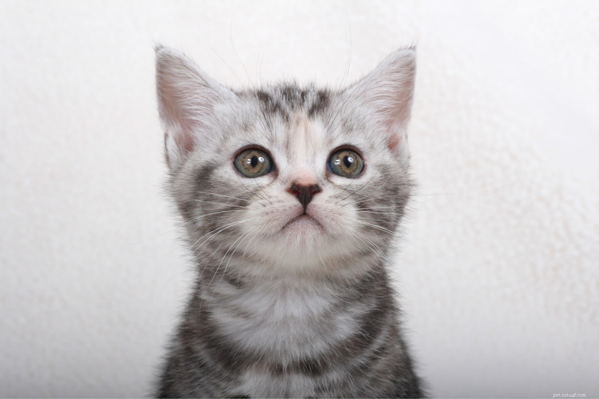 15 lindas raças de gatos cinzas que você vai adorar