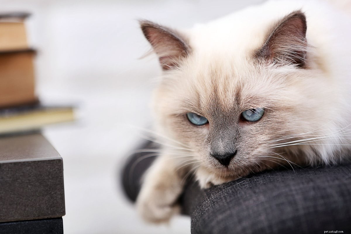 15 nádherných plemen šedých koček, které si zamilujete