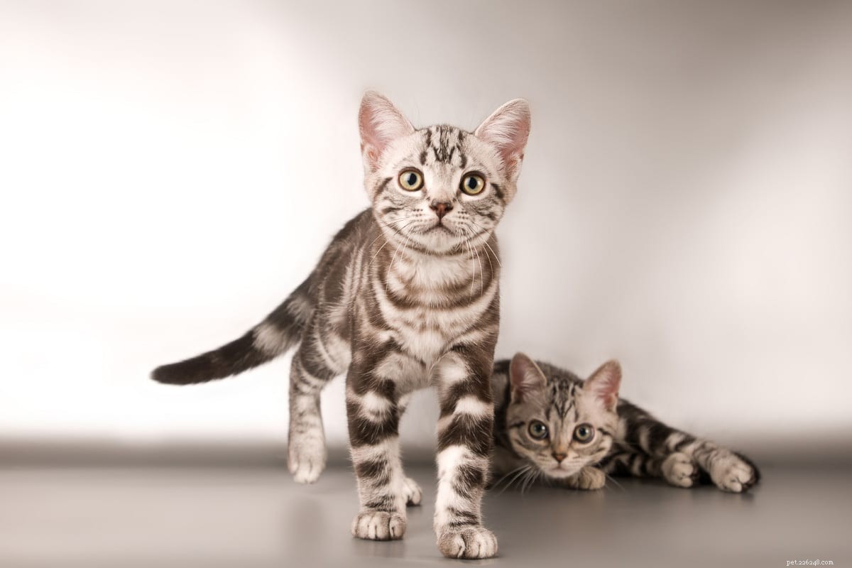 15 lindas raças de gatos cinzas que você vai adorar