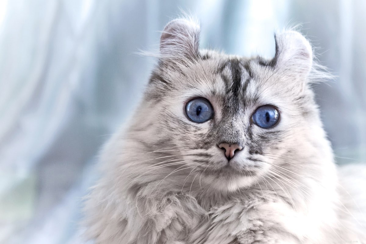 당신이 좋아할 12가지 감각적인 작은 고양이 품종