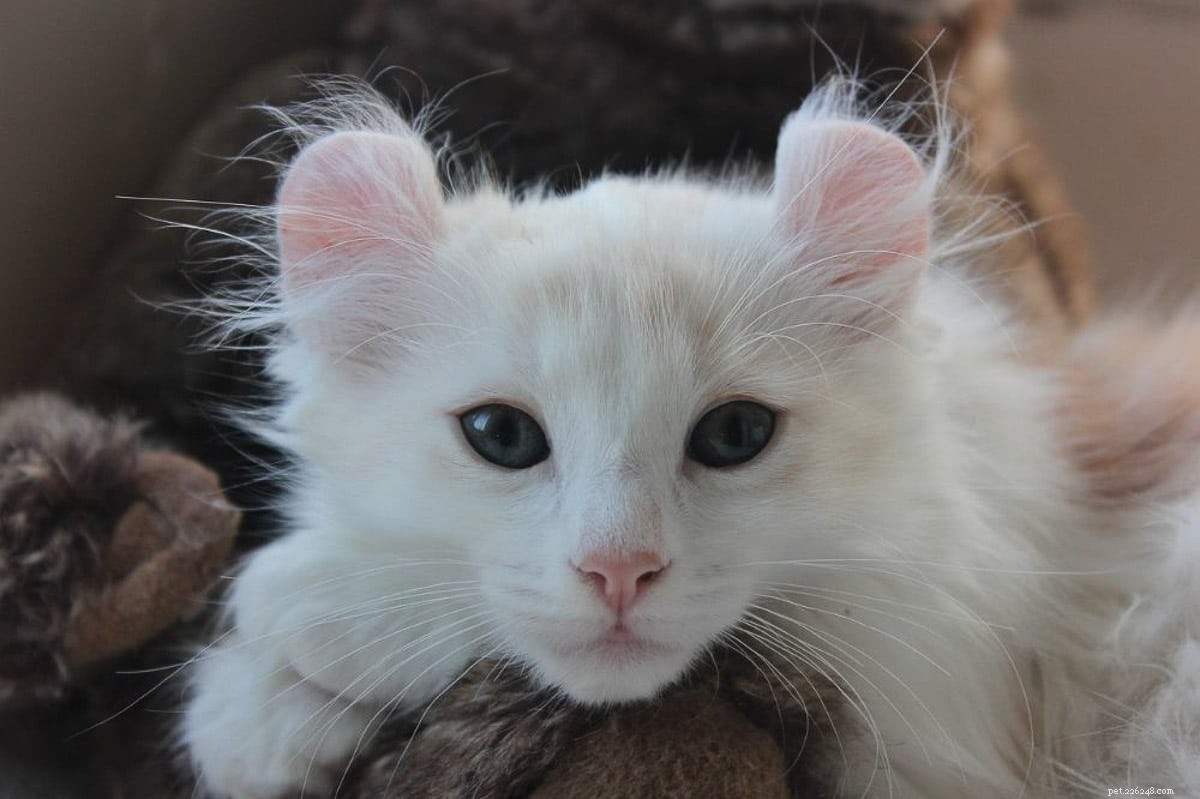 12 senzačních malých kočičích plemen, která si zamilujete