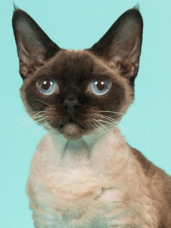 12 races de petits chats sensationnelles que vous allez adorer