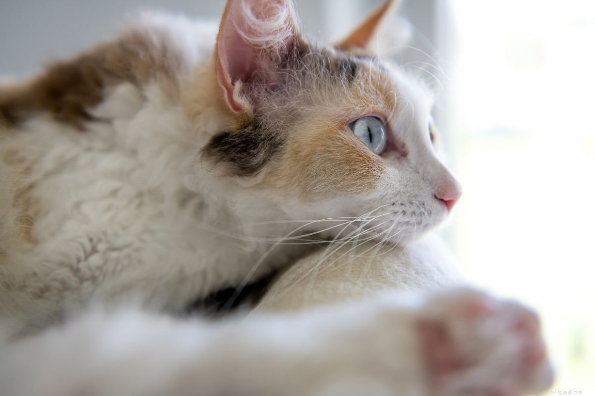 12 sensationele kleine kattenrassen waar je dol op zult zijn