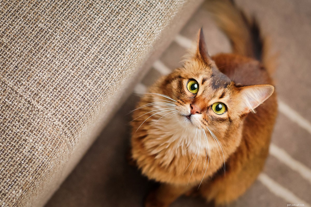 당신이 좋아할 12가지 감각적인 작은 고양이 품종